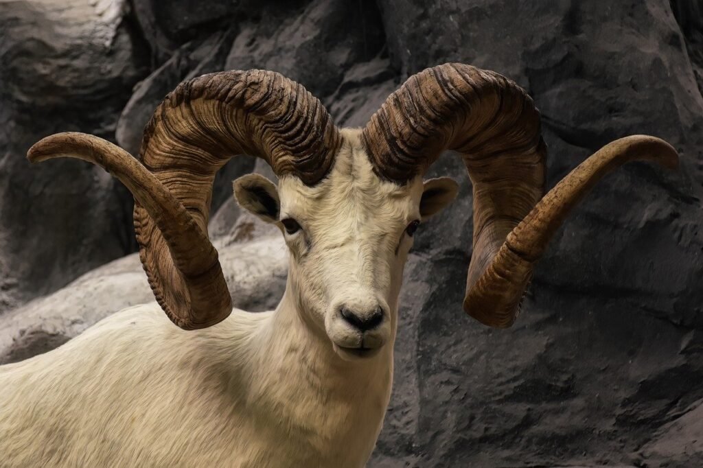 image of a sheep
