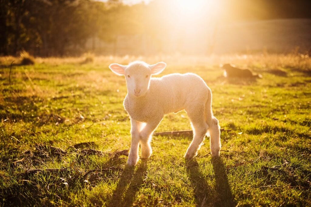 lamb image