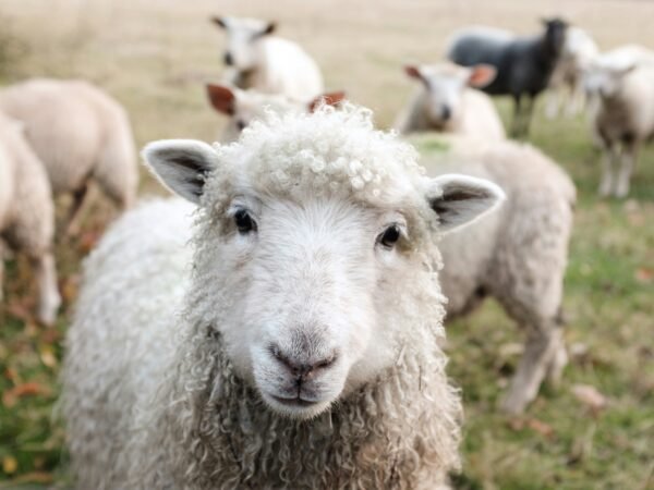 sheep image